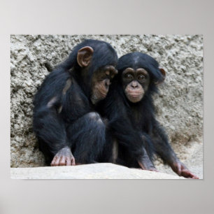 Póster Chimpanzee002
