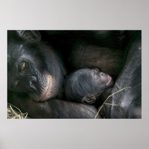 PÓSTER CHIMPANZEE MOTHER AND CHILD