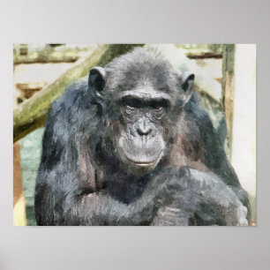 PÓSTER CHIMPANZÉS