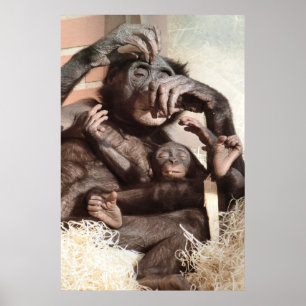 PÓSTER CHIMPANZÉS