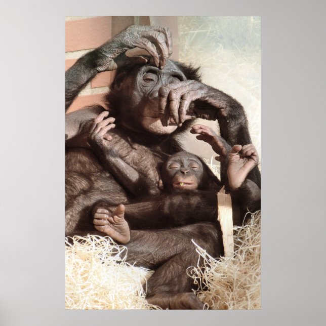 PÓSTER CHIMPANZÉS (Frente)