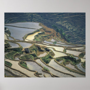 Póster China, Província de Yunnan. Terraços de arroz inun