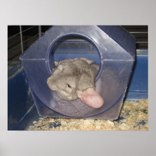 Poster Chinchila mamã alguma Zzzzz de travamento