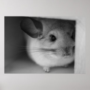 Poster Chinchilla Cute