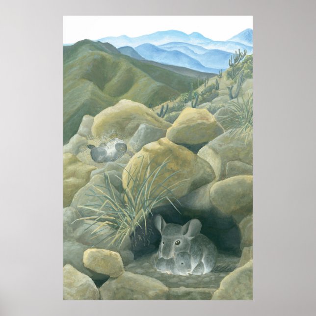 Póster Chinchillas no Selvagem (Frente)