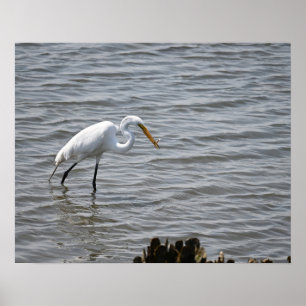 Poster Chincoteague Excelente Nacional da Vida Selvagem H