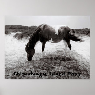 Póster Chincoteague Island Pony