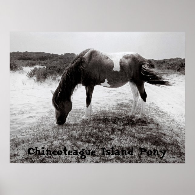 Póster Chincoteague Island Pony (Frente)