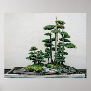 Póster Chinese Juniper Bonsai Forest