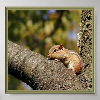 Poster Chip ou Dale?