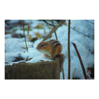 Póster Chipmonk na neve