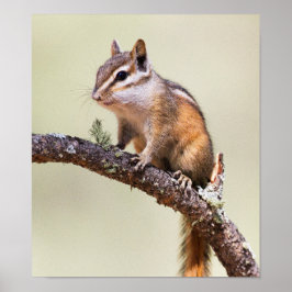 Poster Chipmunk Cute e Chubby