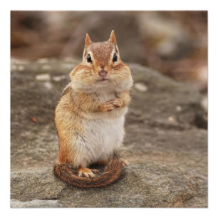Póster Chipmunk gordo e macio bonito