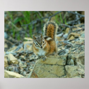 Poster Chipmunk no Parque Nacional Glacier I