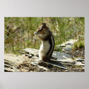 Póster Chipmunk no Parque Nacional Glacier II