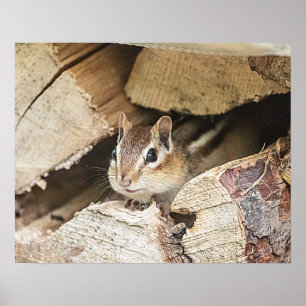 Póster Chipmunk numa pilha de madeira