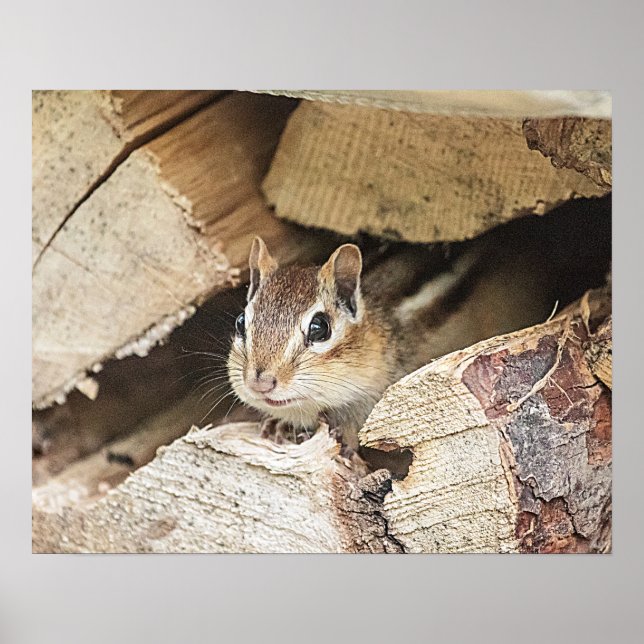 Póster Chipmunk numa pilha de madeira (Frente)