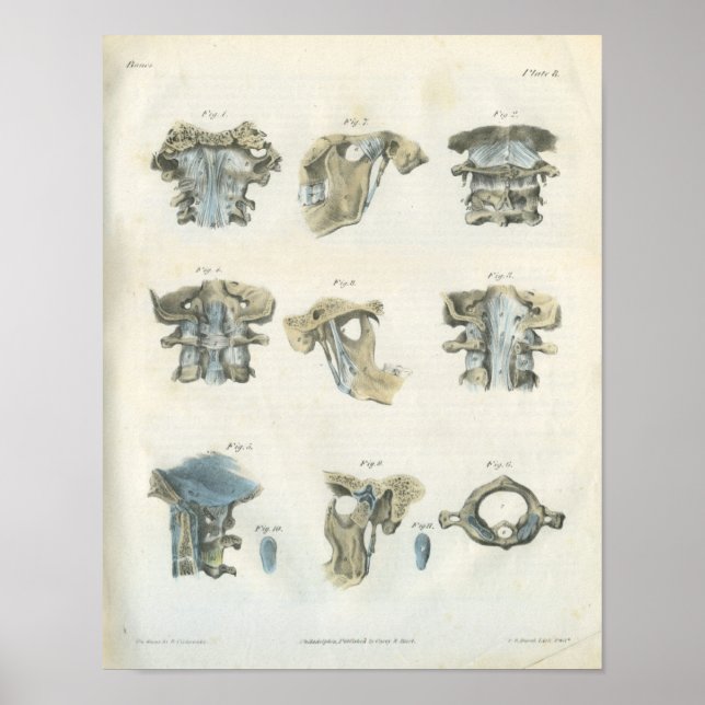 Póster Chiropracas de Anatomia Cervical Superior e TMJ (Frente)