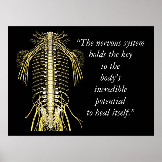 Poster Chiropractic cita e ditas Sistema Nervoso (Frente)