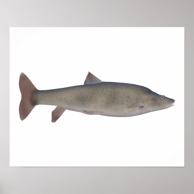 Poster Chirruh Snowtrout (Frente)