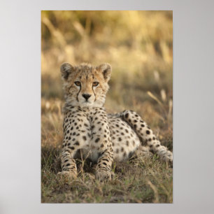 Póster Chita, jubatus do Acinonyx, filhote que coloca o