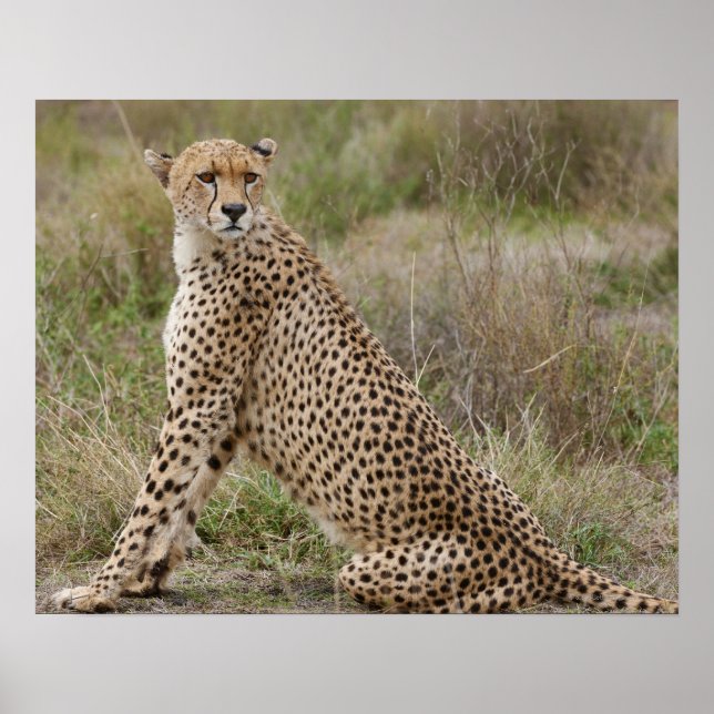 Póster Chita masculina, Acinonyx jubatus, Serengeti, (Frente)