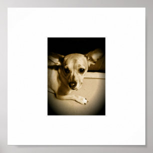 Póster Chiweenie