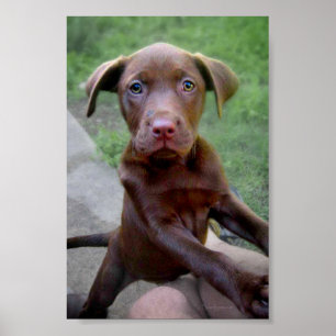 Poster Chocalate Labrador Pittie Puppy Explorar