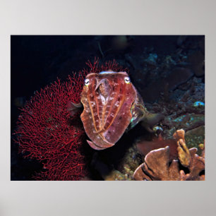 Poster Choco no Gilis