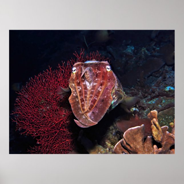 Poster Choco no Gilis (Frente)