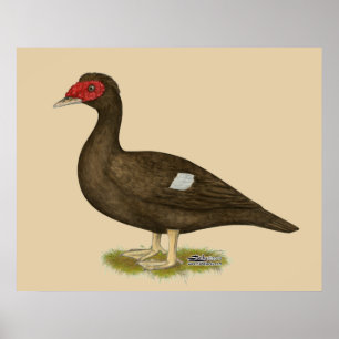 Poster Chocolate do pato de Muscovy