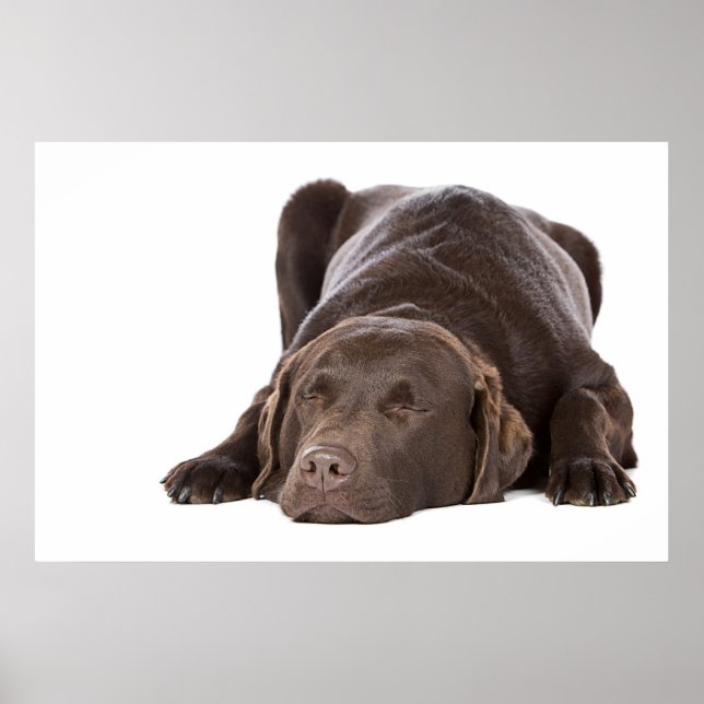 Poster Chocolate Dormindo Labrador (Frente)