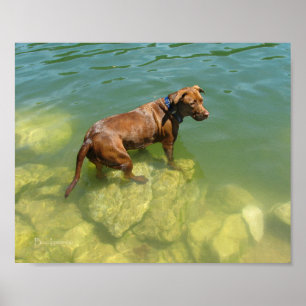 Póster Chocolate Lab Mistura Cão Nadado