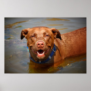 Póster Chocolate Lab Misturar Cachorro Sorrindo