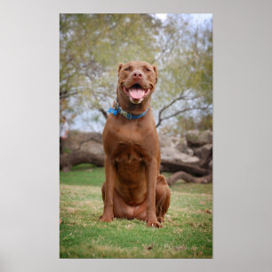 Poster Chocolate Lab Misturar Cachorro Sorrindo 2