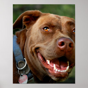 Póster Chocolate Lab Pit Mix Dog Happy Sorri