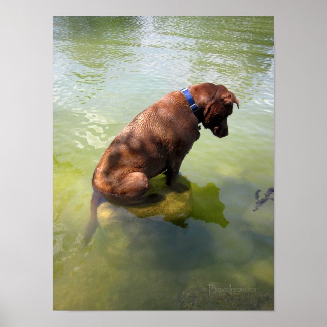 Poster Chocolate Lab Pop Mix Dog Pesca 3 (Frente)