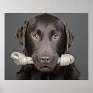 Poster Chocolate Labrador