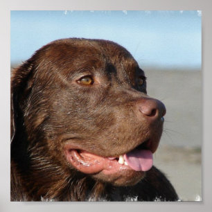 Poster Chocolate Labrador Print