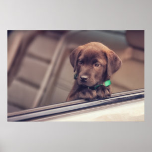 Poster Chocolate Labrador Puppy No Carro