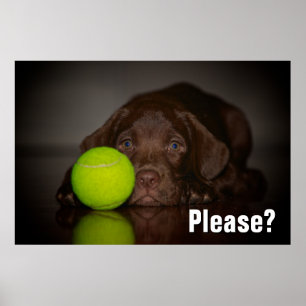 Poster Chocolate Labrador Puppy With Tennis Ball