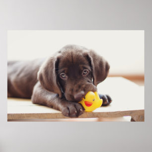 Poster Chocolate Labrador Puppy With Toy Duck