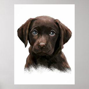 Poster Chocolate Labrador Retriever