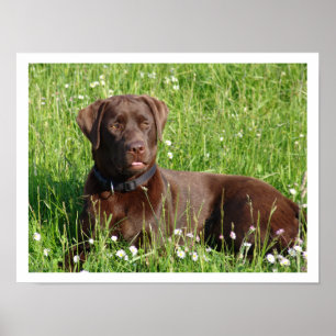 Póster Chocolate Labrador Retriever na Grama