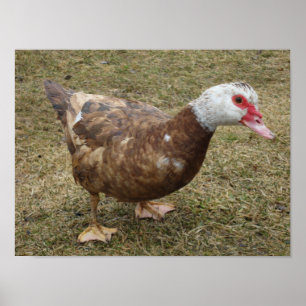 Poster Chocolate Muscovy Duck