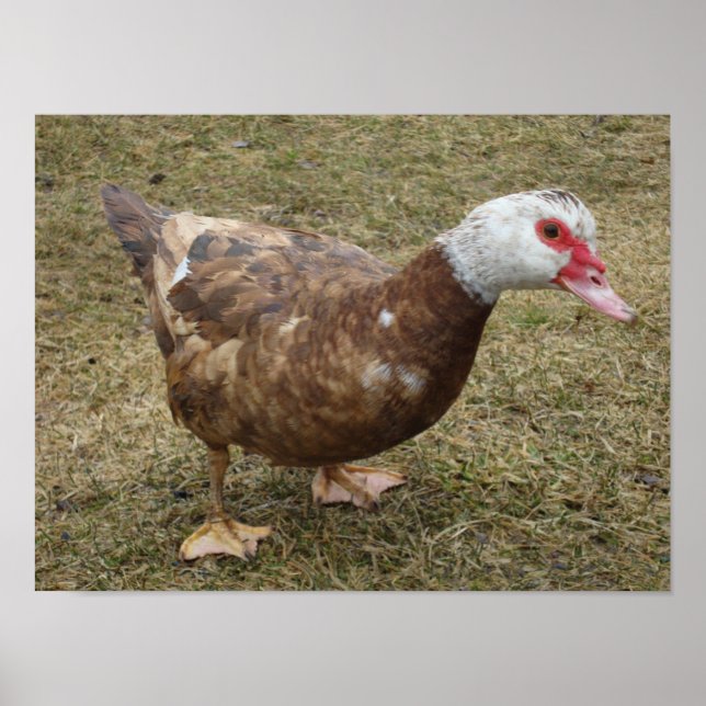 Poster Chocolate Muscovy Duck (Frente)