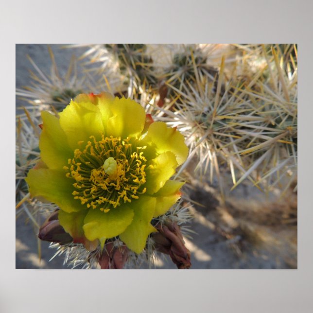 Póster Cholla Cactus Flower (Frente)