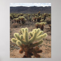 Cholla Cactus Joshua Tree Park Foto