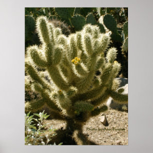 Póster Cholla In Bloom