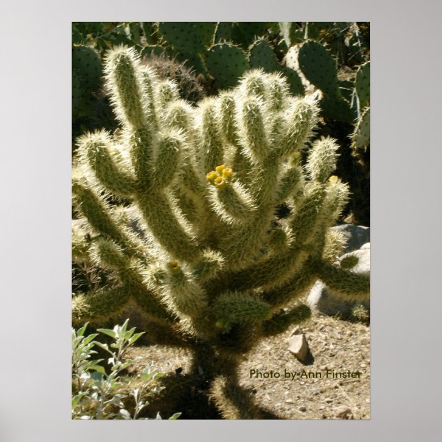 Póster Cholla In Bloom (Frente)